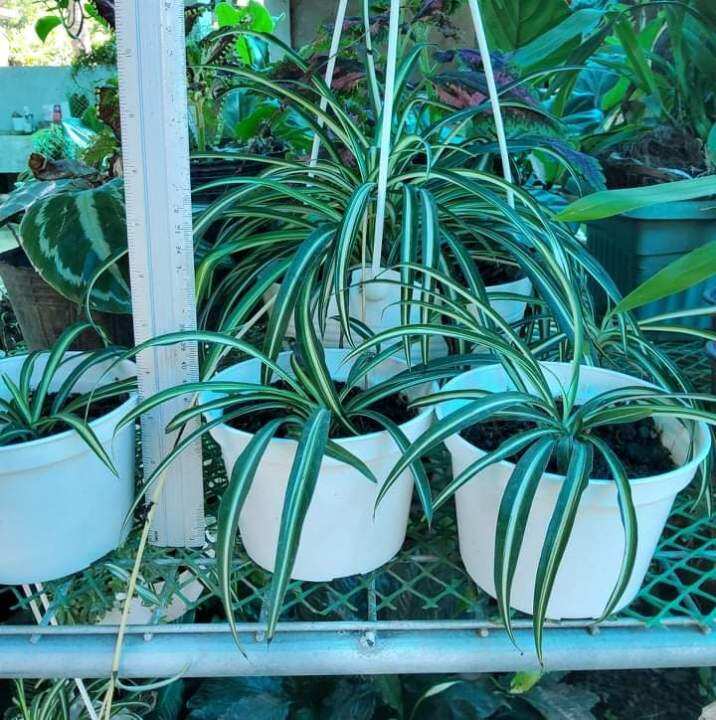 Spider Plant Lazada PH