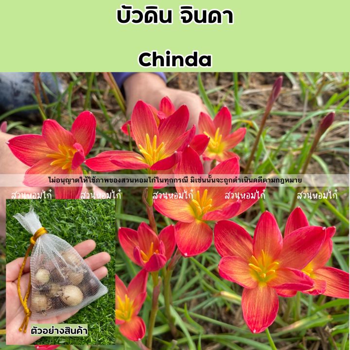 บัวดินจินดา-chinda-5หัว