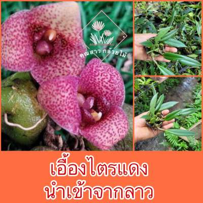 เอื้องไตรแดง 🌺นำเข้าจากลาว🌺