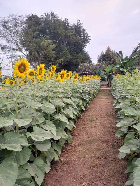 เมล็ดทานตะวันชมดอก-ชุด100เมล็ด