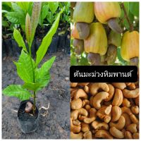 ต้นมะม่วงหิมพานต์/ซื้อ 5 แถม 1ถุง/ขนาด20-30ซม.พันธุ์ผลสีเหลือง ต้นเตี้ยติดผล ยอดอ่อนรับประทานได้อร่อย