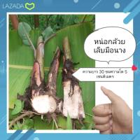 ?หน่อกล้วยเล็บมือนาง?ราคาชุดละ3หน่อ