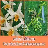 กล้วยไม้สีตาล Dendrobium heterocarpum?เลื่อนดูภาพสินค้าจริงที่จะจัดส่งด้วยค่ะ?