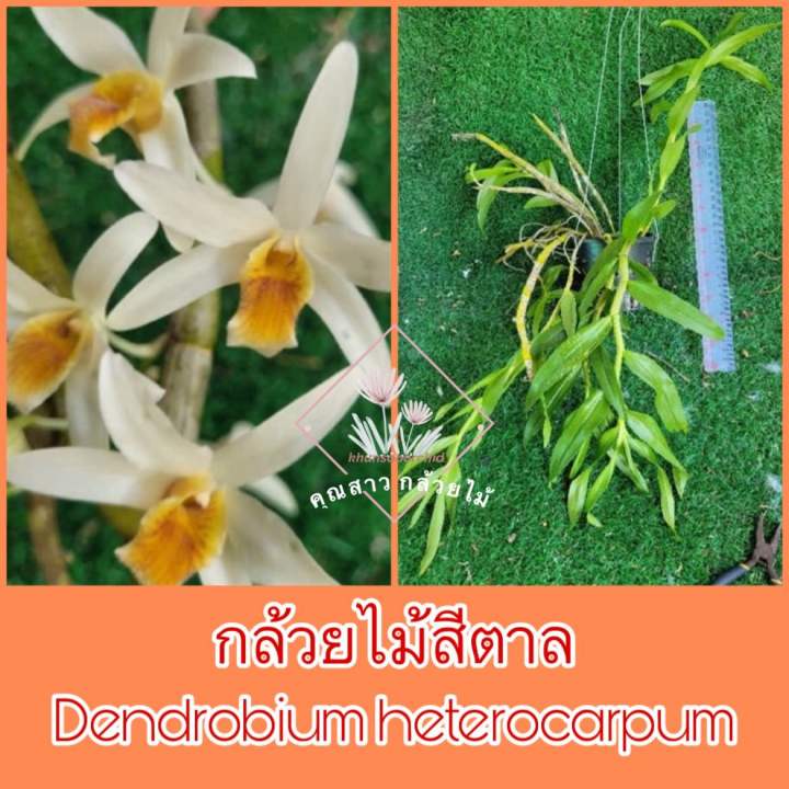 กล้วยไม้สีตาล-dendrobium-heterocarpum-เลื่อนดูภาพสินค้าจริงที่จะจัดส่งด้วยค่ะ