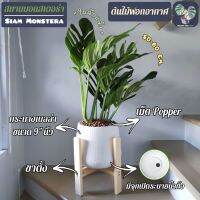 ?? ต้นสยามมอนสเตอร่า "Siam Monstera" ต้นใหญ่ พร้อมกระถางเบลล่า9"นิ้ว+เม็ดPopper+ขาตั้ง