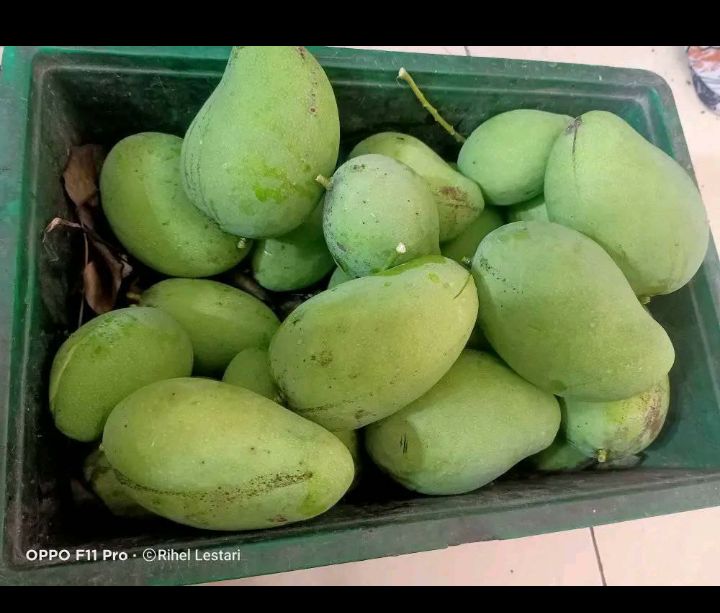 Mangga Muda Isi 1kg Lazada Indonesia