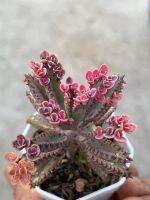 พิ้งค์บัตเตอร์ฟรายน์ (S)Kalanchoe tubiflora f.variegata pink butterfly กระถาง 2 นิ้ว