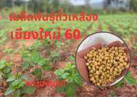 ถั่วเหลือง 1 กก. พันธุ์เชียงใหม่ 60 ความงอกดี ใช่ทำพันธุ์ได้