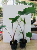 บอน บลูกรีน  Colocasia Bluegreen