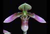 Paph.wolterianum ขนาดกระถาง 2 นิ้ว ต้นเล็กสมบูรณ์แข็งแรงดี