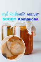 SCOBY mother Kombucha  สกูบี้ คอมบูชา หัวเชื้อตั้งต้น