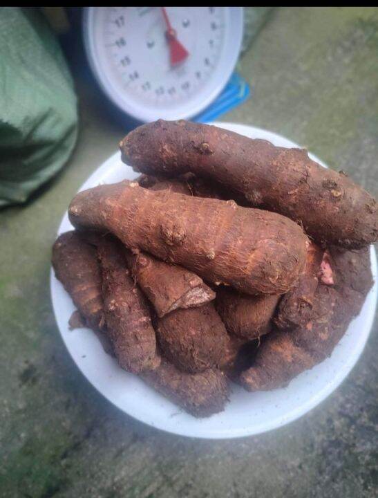 Gabi vegetables Lazada PH