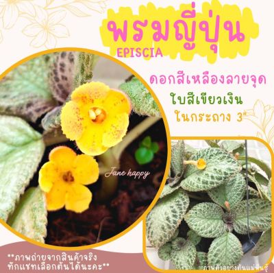 พรมญี่ปุ่น ดอกสีเหลืองลายจุด ใบเขียวเงิน พันธุ์ตามหา จัดส่งในกระถาง 3 นิ้ว