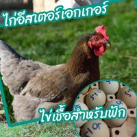 ไข่เชื้อไก่อีสเตอร์เอกเกอร์ 1 ฟองสำหรับฟัก