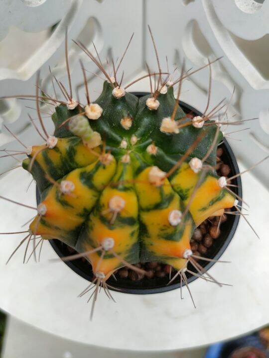 กระบองเพชร-แคคตัส-ยิมโนด่าง-gymnocalycium-อยู่ในกระถาง-3-นิ้ว-พร้อมส่ง