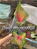 บอนสี  บันดาลทรัพย์