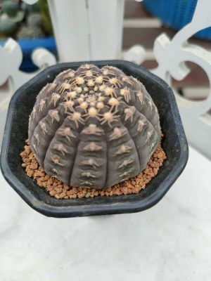 กระบองเพชร แคคตัส ยิมโนจานบิน (Gymnocalycium Ragonesei) อยู่ในกระถาง 3 นิ้ว พร้อมส่ง