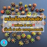 หน่อเด็ดสด ยิมโนด่าง โคลนมีชื่อ มีของแถมทุกออเดอร์ (ขั้นต่ำ 5 หน่อ)