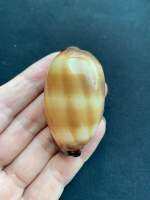 เปลือกคาวรีสีทอง wine barrel cowrie shell