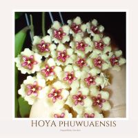 โฮย่า hoya phuwuaensis โฮย่าภูวัว