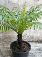 Tree fern ฟอร์มสวย กระถาง 8นิ้ว