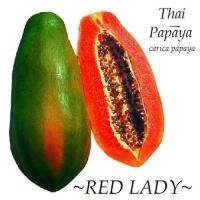 เมล็ดมะละกอเรดเลดี้ red lady ขนาด 10 เมล็ด พันธุ์กินสุก หอมหวาน อร่อย