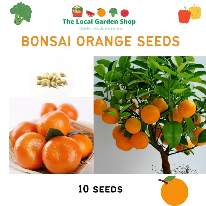 10pcs Dwarf/Bonsai Orange Tree Seeds Lazada PH
