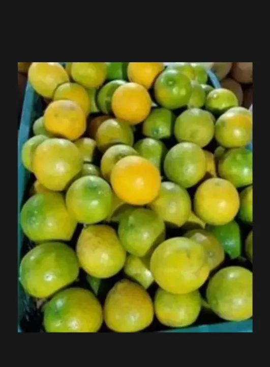 Jeruk Lemon Lokal 1kg Lazada Indonesia