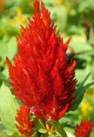 เมล็ดพันธุ์ ดอกสร้อยไก่ เรดเรนเจอร์ สีแดง ( Celosia Plumos ) ดอกสวย บรรจุ 100 เมล็ด