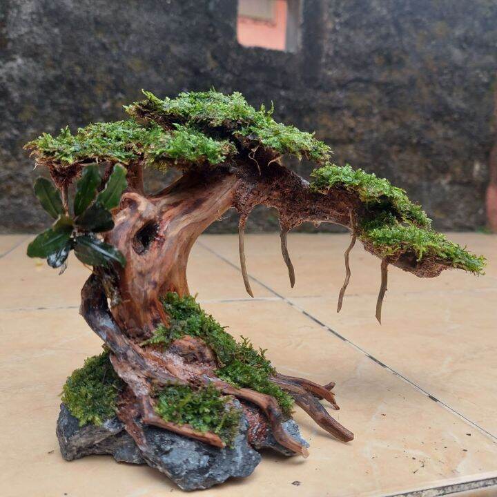 Bonsai Aquascape Beringin Murah Unik Lazada Indonesia
