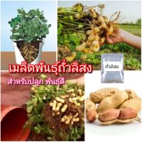 เมล็ดพัน​ธุ์ถั่วลิสง พันธุ์ดี งอกดี ปลูกง่าย พร้อมส่ง ​