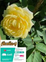 กุหลาบเหลือง สีสดใส ดอกใหญ่มีกลิ่นหอม จัดโปรลดราคาเหลือเพียง 7️⃣2️⃣ บาท ต้น สวยๆ จัดส่งแบบถุง6นิ้ว แพ็คอย่างดีปลอดภัยถึงหน้าบ้านค่ะ