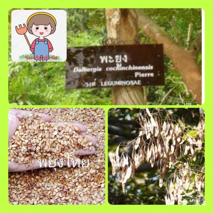 เมล็ดพันธุ์ต้นพยุงไทย-เมล็ดต้นพยุงไทย-เม็ดพันธุ์ต้นพยุงไทย-เม็ดต้นพยุงไทย