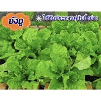 เมล็ดพันธุ์ ผักสลัดเกาหลี ซังชู (Lettuce Seed) บรรจุ 100 เมล็ด ใช้รับประทานคู่กับปิ้งย่าง ผักสลัด