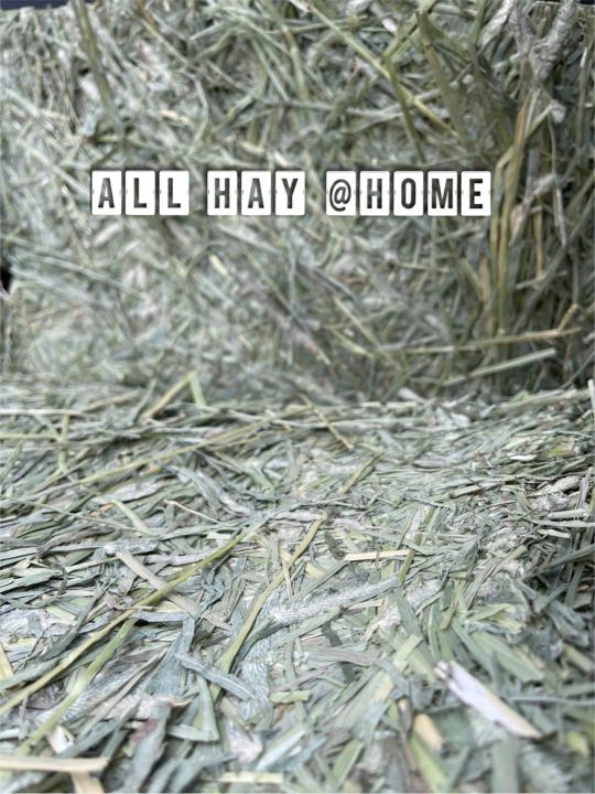 ล็อตใหม่เข้าไทย-แบรนด์-all-hay-ค่ะ-ทิมโมธีพรีเมียมหญ้าเขียวใหม่สวย-รับใหม่ทุกรอบนะคะ