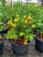 ต้นส้มจี๊ด หรือ ส้มสีทอง ส้มจี๊ดมังกรทอง ติดลูก (Citrus japonica Thunb) กระถาง 11 นิ้ว สูง 35-40 ซม. ติดลูกเป็นพุ่ม  ไม้มงคลเรึยกทรัพย์ ไม้มงคล ปลูกตามหลักฮวงจุ้ยจีน หลักฮวงจุ้ยจีนแล้วเชื่อกันว่า ส้มจี๊ด สามารถดึงดูดเงินทองความโชคดี และความเจริญรุ่งเรือง