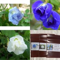 เมล็ดพันธุ์ ดอกอัญชัน อัญชัน กลีบซ้อน 5 ชั้น ( Butterfly Pea Seed ) สี ฟ้า,ม่วง,ขาว จำนวนเมล็ดอยู่ที่รายละเอียดสินค้าค่ะ