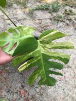 มอนสเตอร่า ออเรีย มอนด่างเหลือง Monstera Aurea