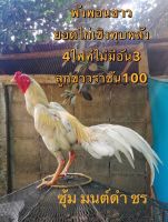 ไข่ไก่ชน คลิปพ่อพันธุ์เกรดVIP สายเลือดดี ไข่ไก่ชนก๋อยกัดทุบ เจ้าพังพอนขาว