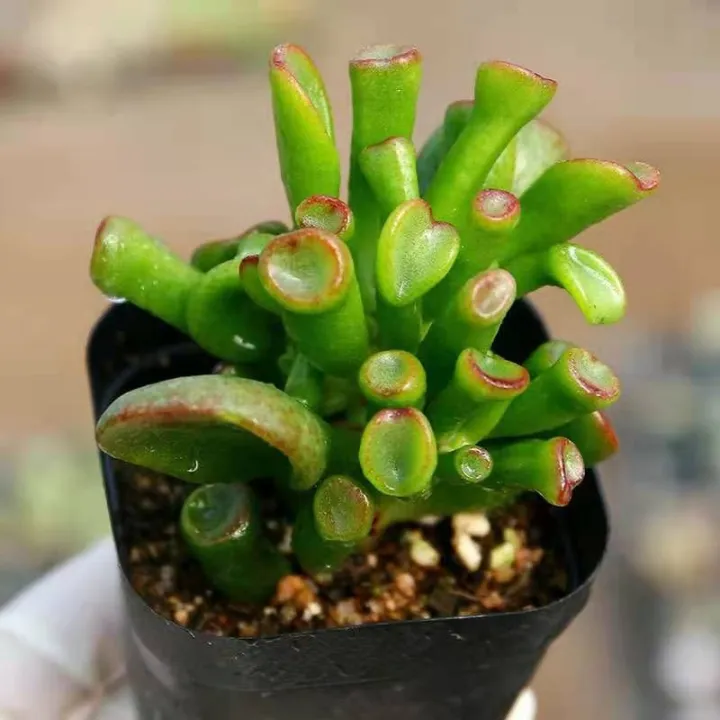 多肉筒叶花月别名 马蹄红吸财树英文名 Crassula Obliqua Gollum Lazada