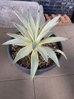 agave Desmettiana bluemoon