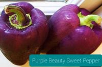 เมล็ดพันธุ์พริกระฆังหวานสีม่วง  Purple Beauty Sweet Bell Pepper  เมล็ดพันธุ์แท้ ราคาถูก นำเข้าจากต่างประเทศ