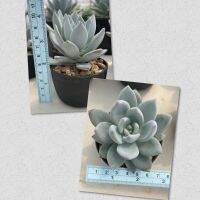 กุหลาบหิน Pachyveria ‘Powder puff’  Succulents ขนาด6cm+