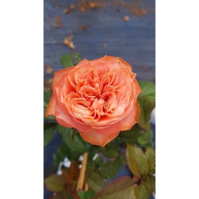 กุหลาบสีส้ม คาฮาร่า(kahala rose) กุหลาบตัดดอกหายากมาก