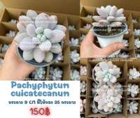 กุหลาบหิน ไม้อวบน้ำ ลูกอมฟ้า Pachyphytum cuicatecanum succulent echeveria cactus haworthia lithop แคคตัส ฮาโวเทีย ไลทอป พืชอวบน้ำ