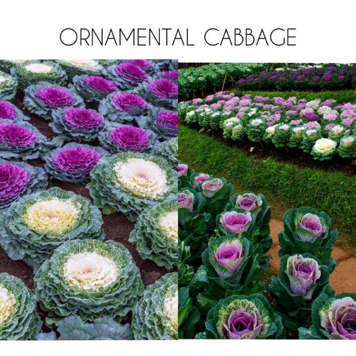 ORNAMENTAL CABBAGE flower seeds Lazada PH