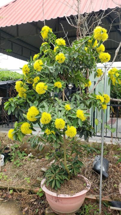 cây mai thái vàng siêu hoa | Lazada.vn