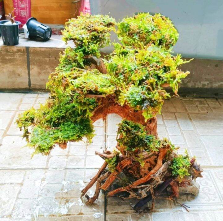 Hardscape bonsai + moss aquascape aquarium 5060cm Lazada Indonesia