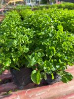 ต้นวอเตอร์เครสฮาวาย (เขียว) Watercress บรรจุถุงดำ