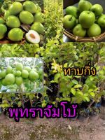 พุทราจัมโบ้ต้นพันธุ์สูง 40-50 cm รากแน่น ต้นแข็งแรงพร้อมปลูก ติดง่ายโตไวออกผลเร็ว